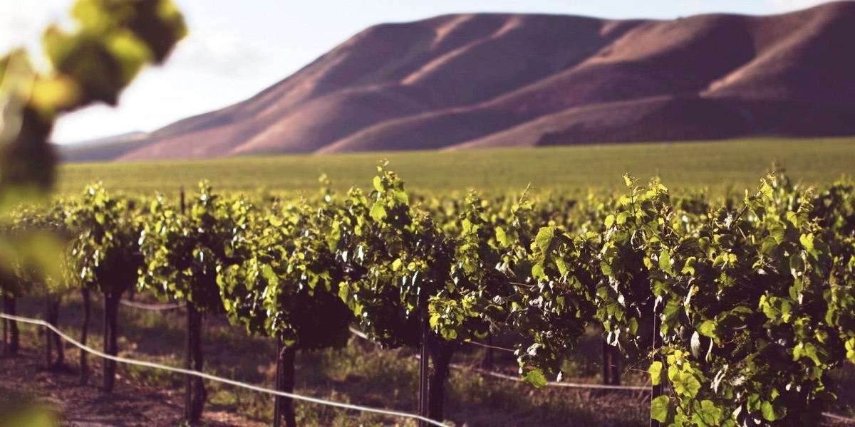 Vineyard rows where raisin grapes are grown